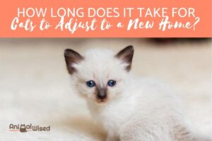¿cuánto Tiempo Tarda Un Gato en Adaptarse a Un Nuevo