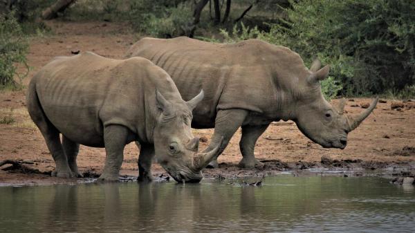¿Cuál es el animal más fuerte del mundo? - rinoceronte blanco