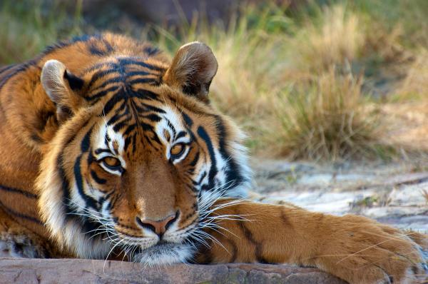 ¿Cuál es el animal más fuerte del mundo? - Tigre de Bengala