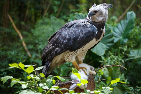 ¿Cuál es el animal más fuerte del mundo? - Águila arpía