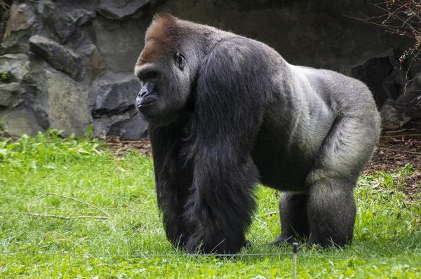 ¿Cuál es el animal más fuerte del mundo? - gorila