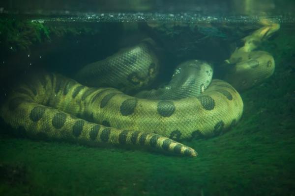 ¿Cuál es el animal más fuerte del mundo? - Anaconda verde