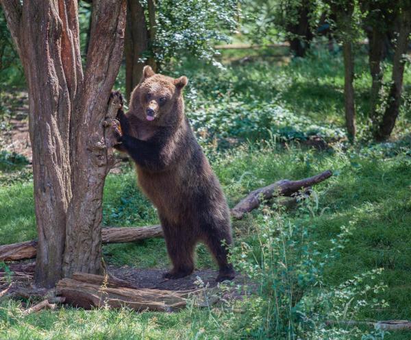 ¿Cuál es el animal más fuerte del mundo? - Grizzly