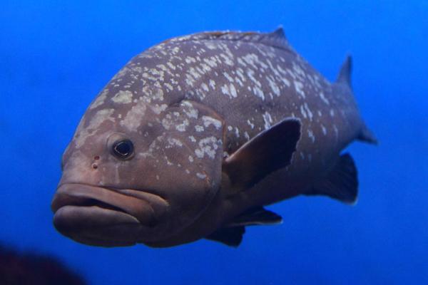 ¿Cuál es el animal más fuerte del mundo? - Mero gigante