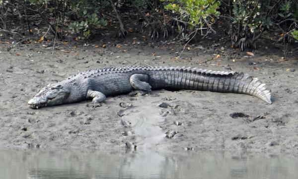 ¿Cuál es el animal más fuerte del mundo? - Cocodrilo de agua salada