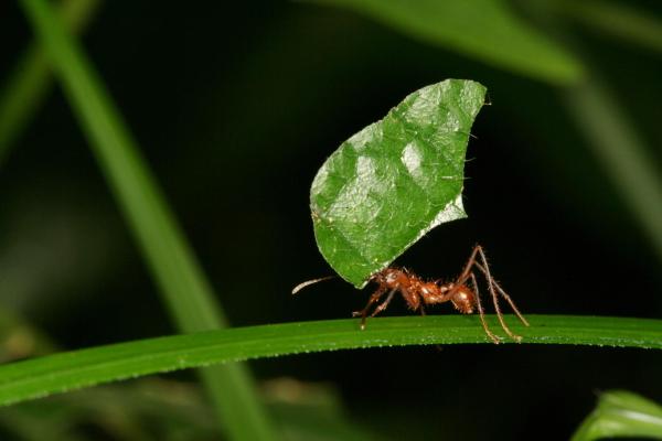 ¿Cuál es el animal más fuerte del mundo? - Hormigas cortadoras de hojas