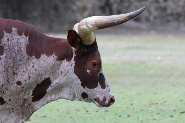 ¿Cuál es el animal más fuerte del mundo? - Buey