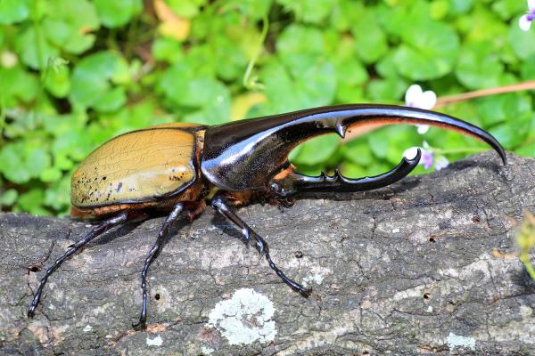 ¿Cuál es el animal más fuerte del mundo? - escarabajo Hércules