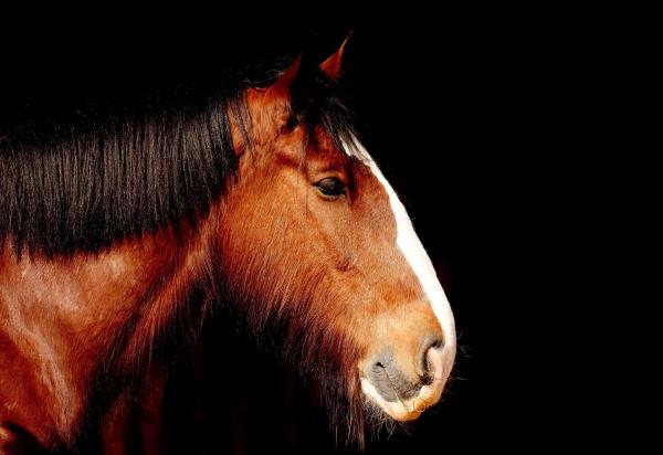 ¿Cuál es el animal más fuerte del mundo? - caballo de comarca