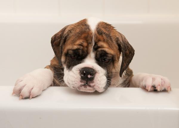 Cuándo bañar a un cachorro por primera vez - El primer baño de un cachorro: que tener en cuenta