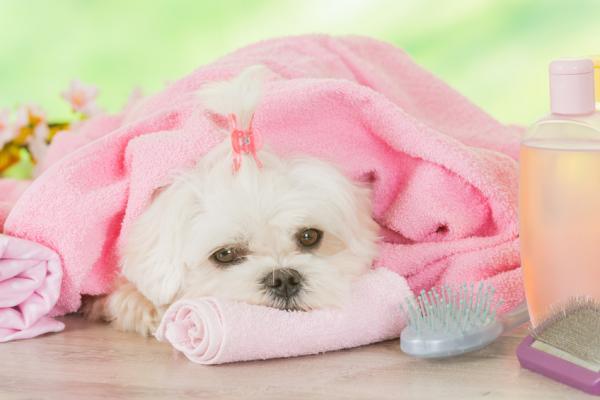 Cuándo bañar a un cachorro por primera vez - Con qué frecuencia bañar a un cachorro