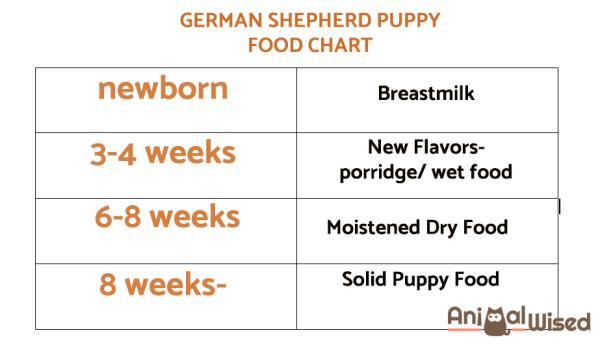 ¿Cuál es la mejor dieta para un cachorro de pastor alemán?  - Dieta del cachorro de pastor alemán: a partir de los 6 meses 