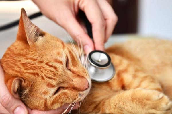 Cómo llevar un gato agresivo al veterinario - Soluciones prácticas - Durante la revisión veterinaria