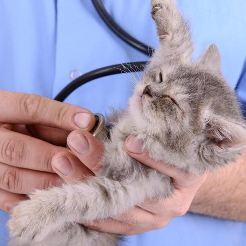 Cómo Llevar Un Gato Agresivo Al Veterinario Soluciones Prácticas