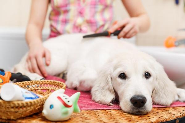 Cuidando a tu perro en verano - Cuida su abrigo de piel