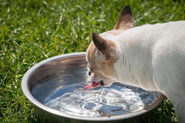 Cuidando a tu perro en verano: mantenlo siempre hidratado