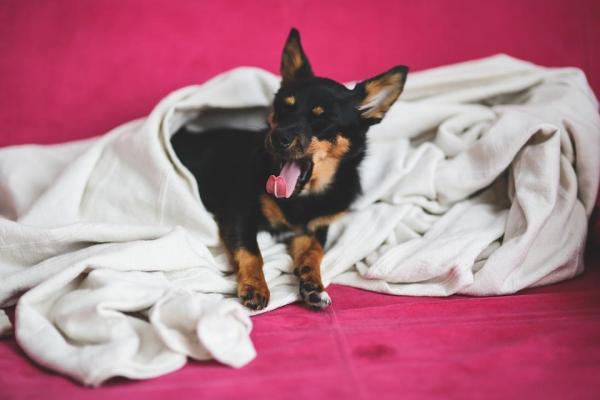4 ejercicios de relajación para perros - 2. El ejercicio de la manta