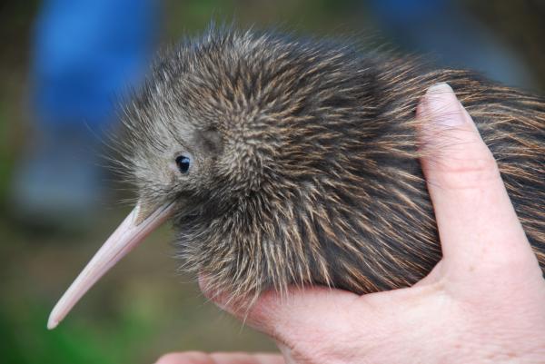 Kiwis como mascotas: pautas y consejos generales - Conservación del pájaro kiwi 