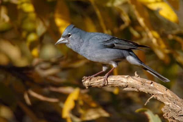 25 Animales De España - Pinzón Azul de Tenerife (Fringilla teydea)