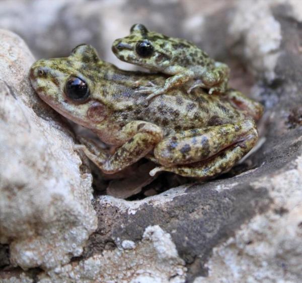 25 Animales de España - Sapo partero mallorquín (Alytes muletensis)