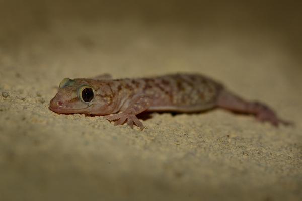25 Animales de España - Gecko doméstico mediterráneo (Hemidactylus turcicus)