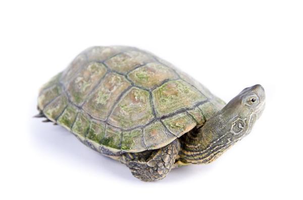 25 Animales De España - Galápago Ibérico (Mauremys leprosa)