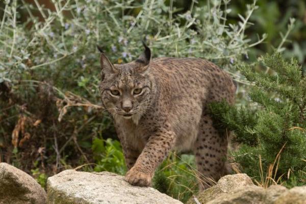 25 Animales De España - Lince Ibérico (Lynx pardinus)