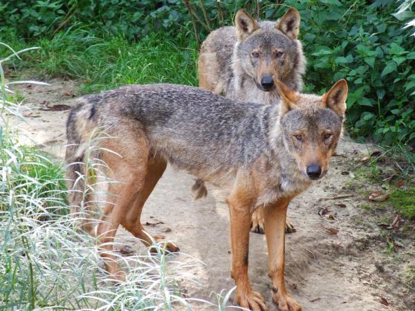 25 Animales de España - Lobo ibérico (Canis lupus signatus)