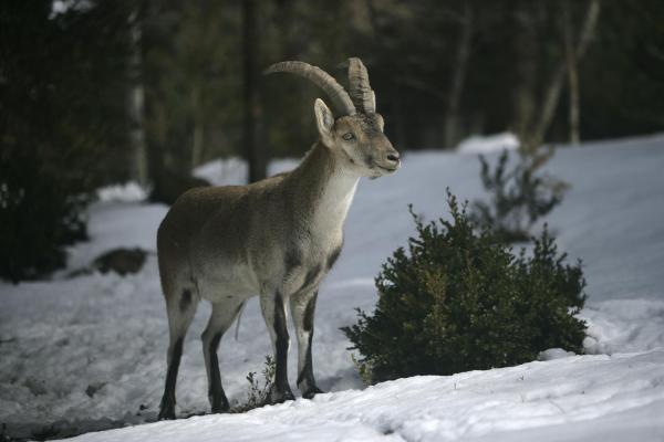 25 Animales De España - Cabra Ibérica (Capra pyrenaica)