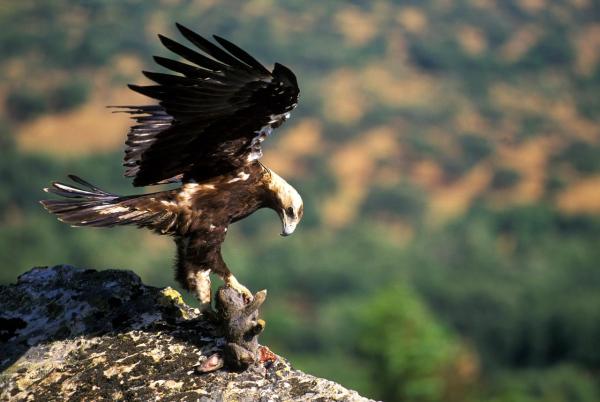 25 animales de España - Águila imperial española (Aquila adalberti)