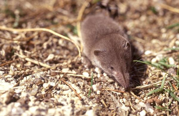 25 Animales De España - Musaraña Ibérica (Sorex granarius)