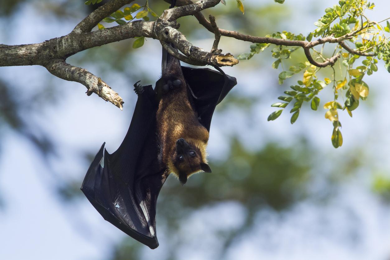 Murciélagos Frugívoros Como Mascotas: Pautas Y Consejos