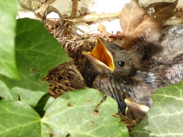 100 nombres de aves populares: otros nombres populares de aves de compañía