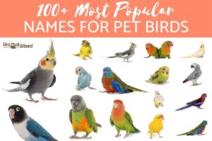 100 Nombres De Aves Populares