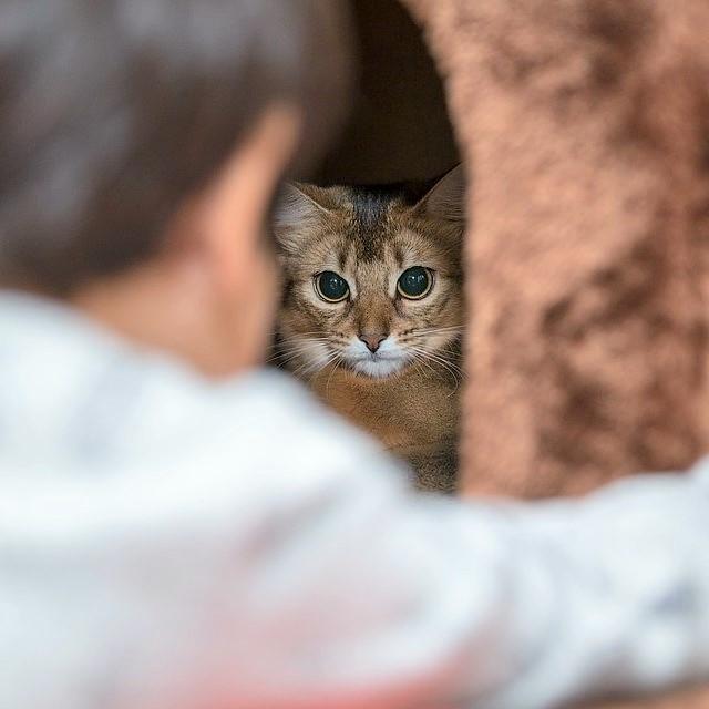 ¿Por Qué Mi Gato Se Esconde De Todos Menos De Mí? ¿por Qué Mi Gato Se Esconde De Todos Menos De