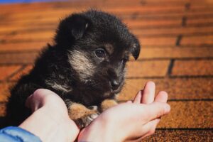 Nombres De Perros Que Comienzan Con a