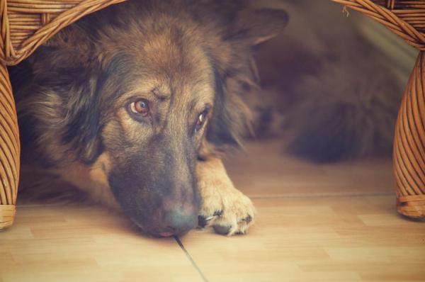 Perros que temen a los fuegos artificiales - Remedio - ¿Cómo tranquilizar a un perro que tiene miedo a los fuegos artificiales?