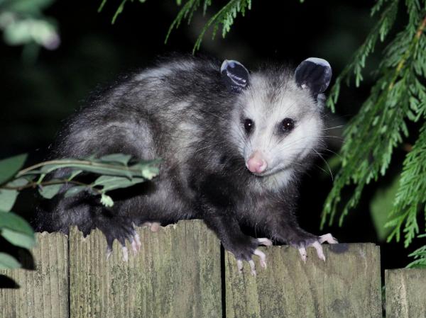 Zarigüeyas como mascotas: pautas y consejos generales - Cómo criar una zarigüeya 