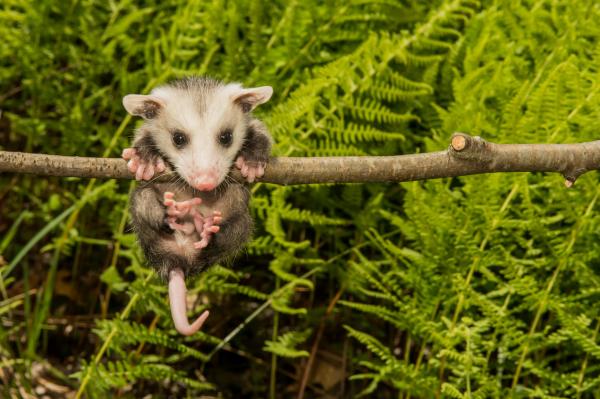 Zarigüeyas como mascotas: pautas y consejos generales - Dieta y esperanza de vida de las zarigüeyas