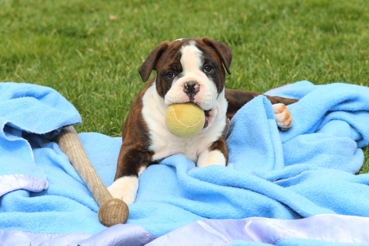 ¿Qué Es Un Bulldogge Inglés Antiguo? ¿qué Es Un Bulldogge Inglés Antiguo?