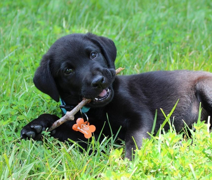 Dentición en Cachorros: Todo Lo Que Necesitas Saber