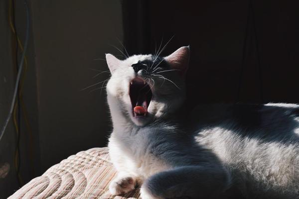 Síntomas de deficiencias nutricionales en gatos - Síntomas de deficiencia de carbohidratos en gatos