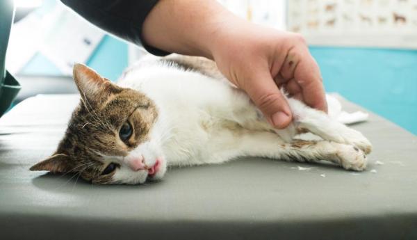 Síntomas de Deficiencias Nutricionales en Gatos - Síntomas de alergias alimentarias en gatos