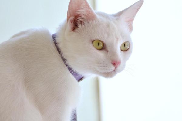 Síntomas de deficiencias nutricionales en gatos - ¿Cuáles son los síntomas de deficiencias nutricionales en gatos?