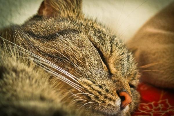 Síntomas de deficiencias nutricionales en gatos - Síntomas de deficiencias lipídicas en gatos
