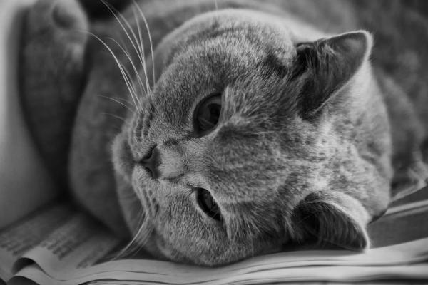 Síntomas de deficiencias nutricionales en gatos - Síntomas de deficiencias de oligoelementos en gatos