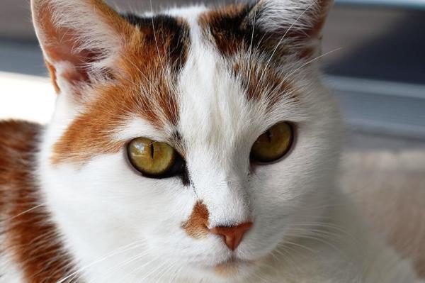 Síntomas de deficiencias nutricionales en gatos - Síntomas de deficiencias vitamínicas en gatos