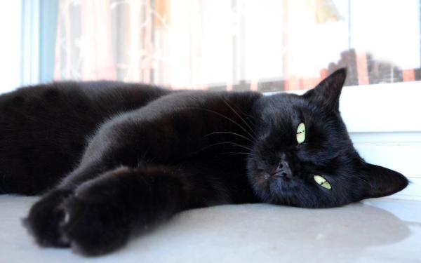 Síntomas de deficiencias nutricionales en gatos - Síntomas de deficiencias proteicas en gatos
