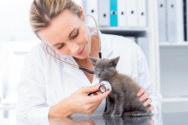 ¿Por qué mi gato orina por todas partes? Todas las razones posibles: problemas de salud
