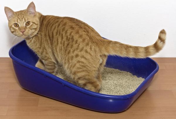 ¿Por qué mi gato orina por todas partes? Todas las razones posibles: caja de arena